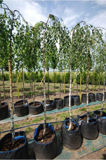 Береза бородавчата Янгі - конт/вис.230-240см/Ø70-90см/ШТАМБ 200-220см/обхват 8-10см